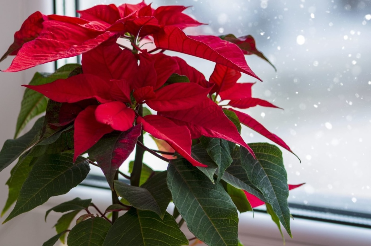 рождество в испании пуансеттия